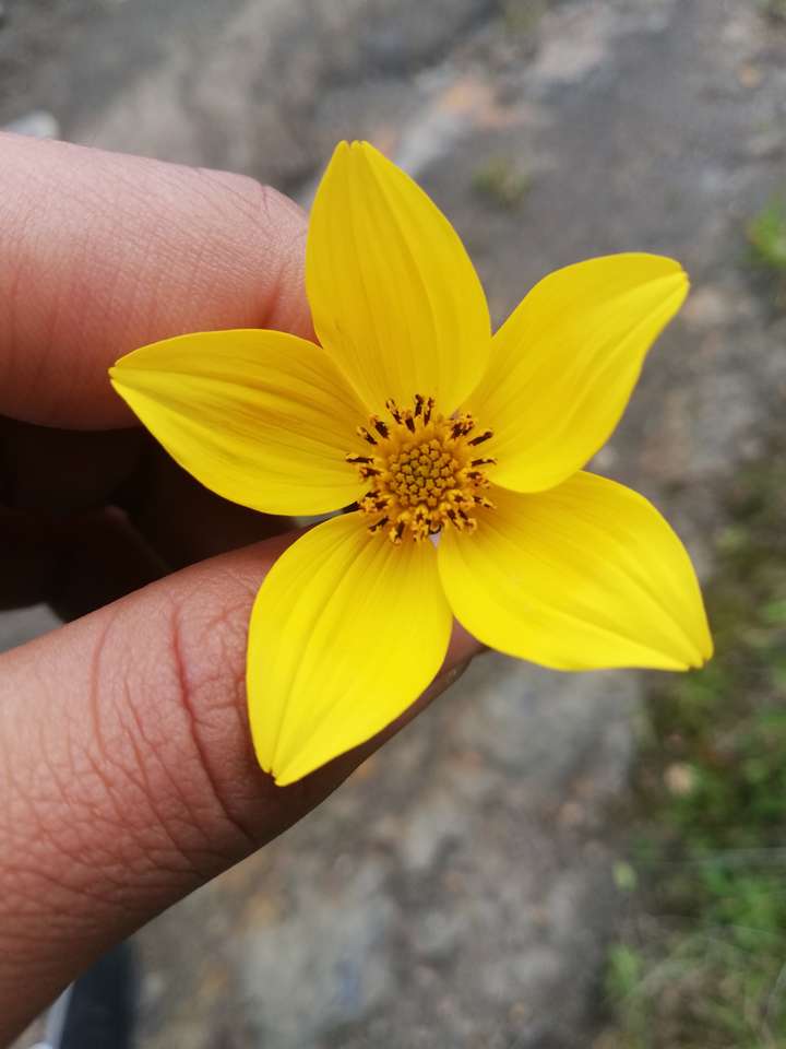 Желтый цветок пазл онлайн