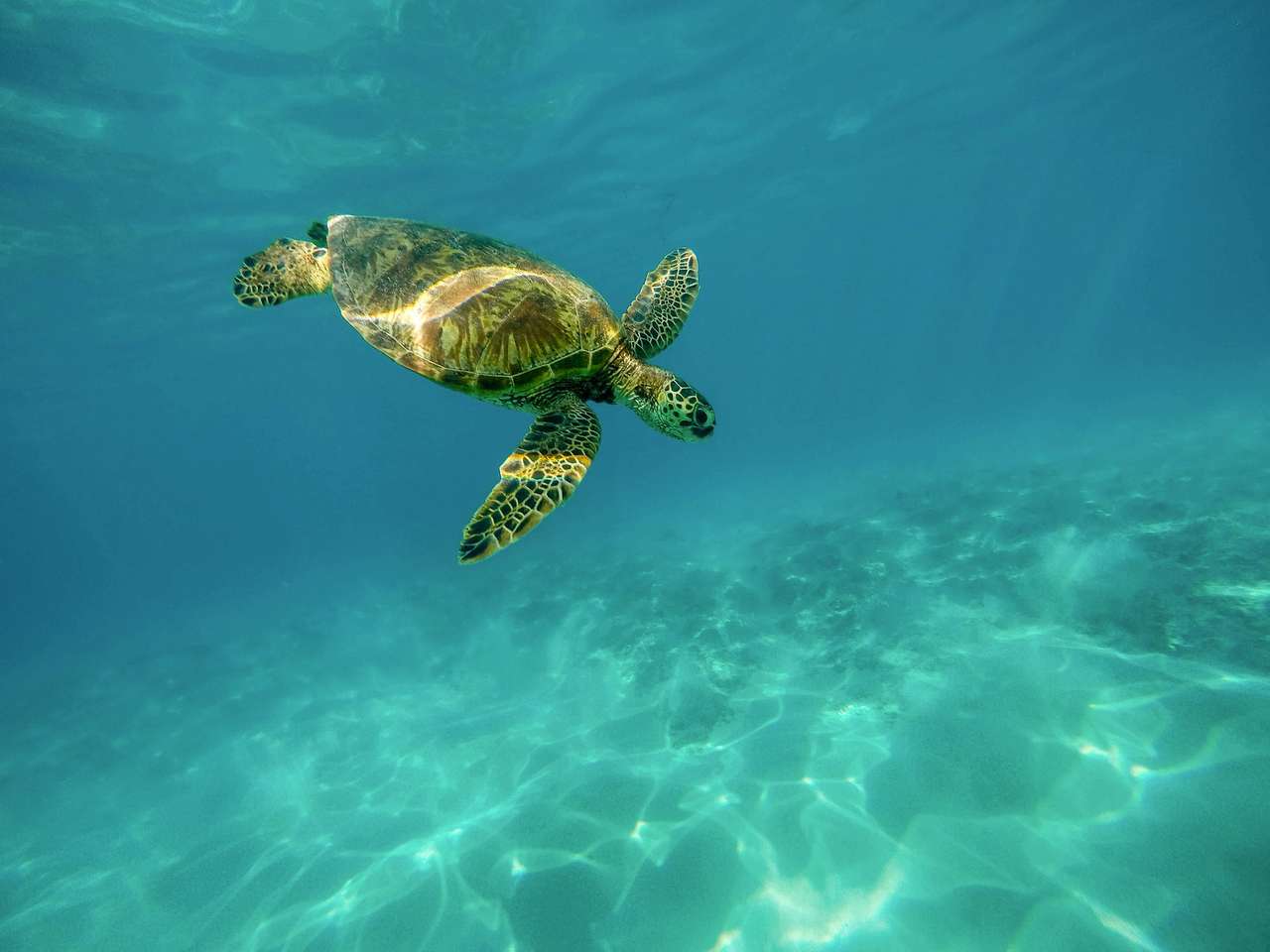 Μια εικόνα μιας χελώνας online παζλ