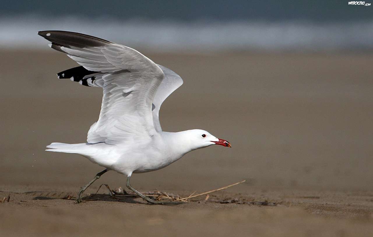 seagull - the beach online puzzle