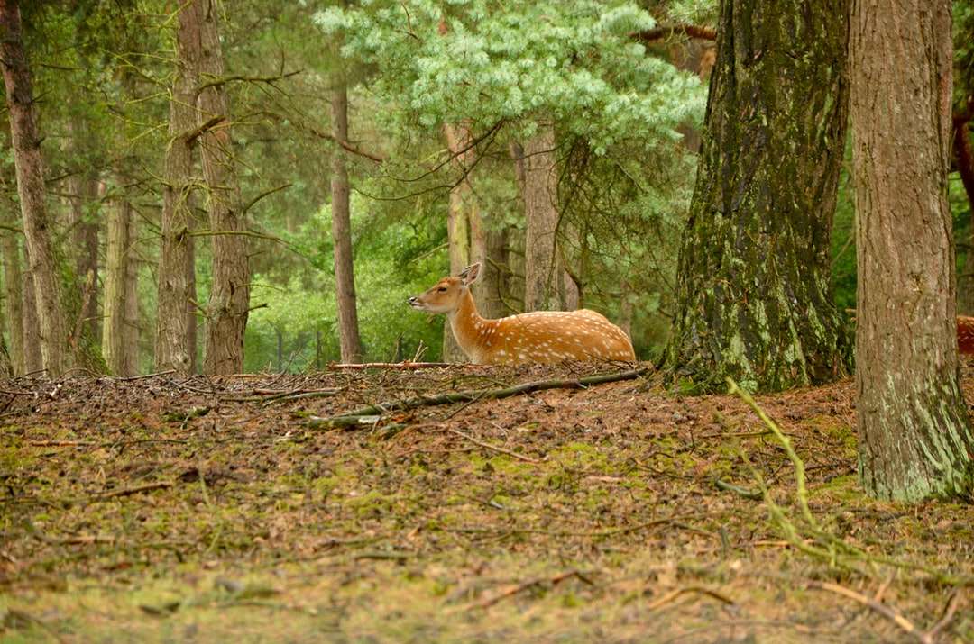 cervo marrone su foglie secche marroni sul terreno durante il giorno puzzle online