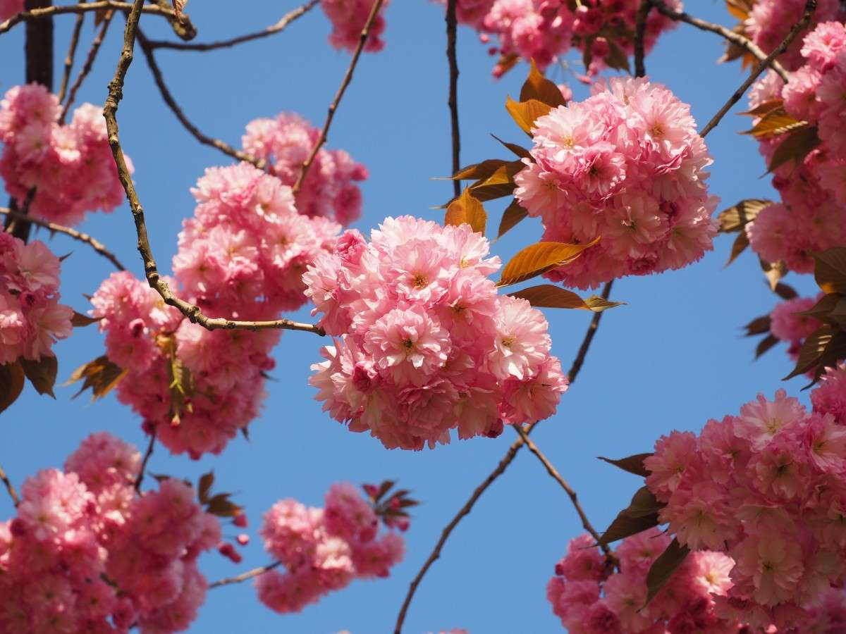 blooming Japanese cherry online puzzle