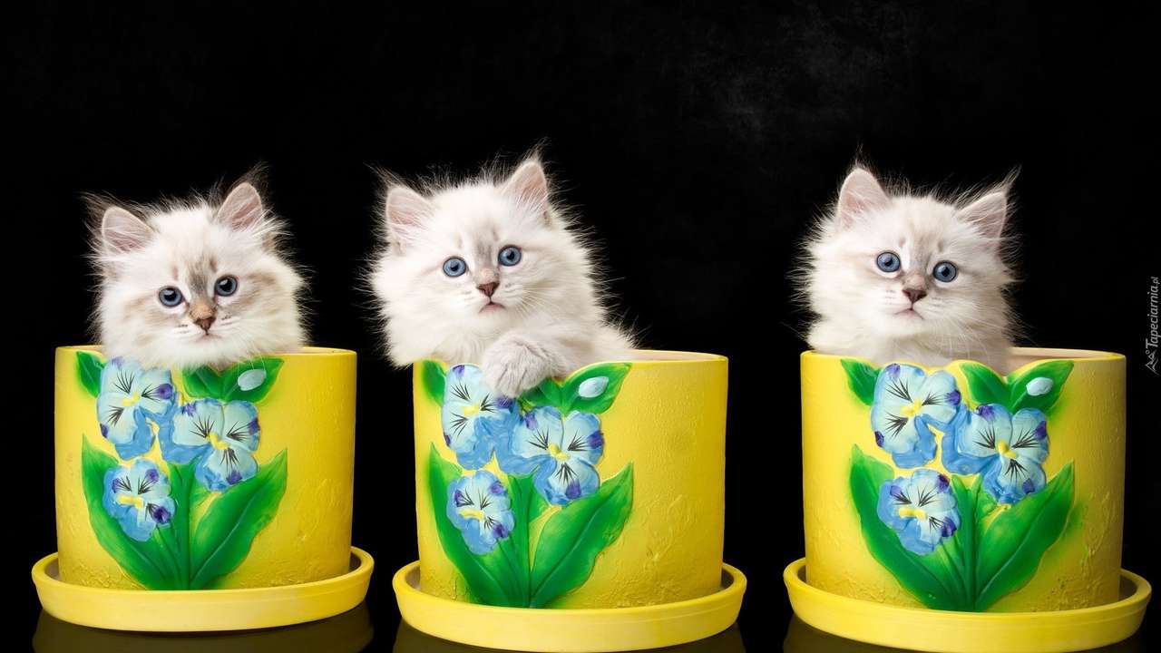 três gatinhos em três xícaras quebra-cabeças online