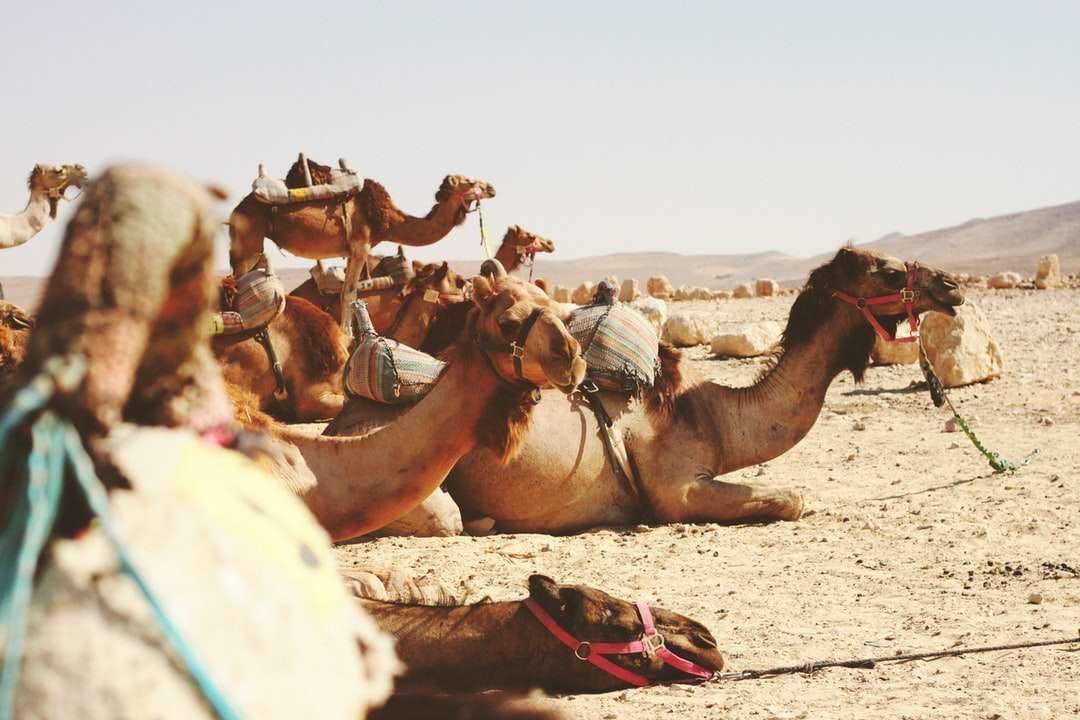 fem kameler på fältet pussel på nätet