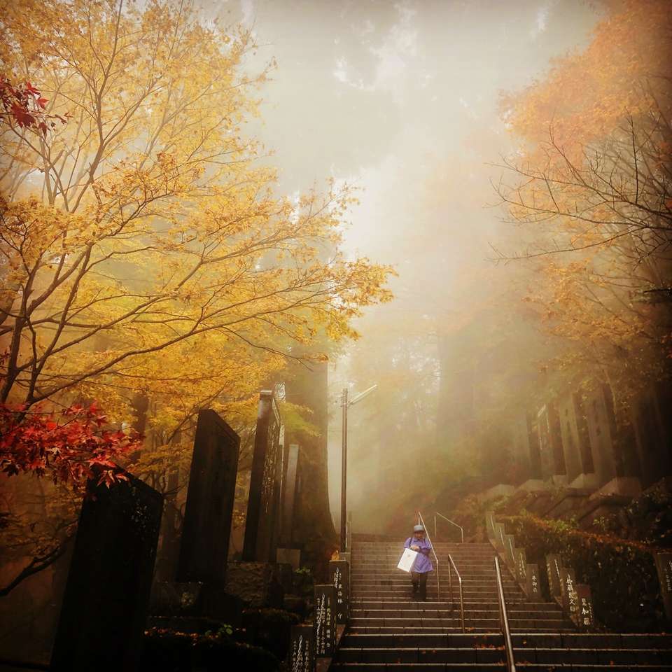 fénykép fényképezés az ember lépcsőn a fák közelében online puzzle