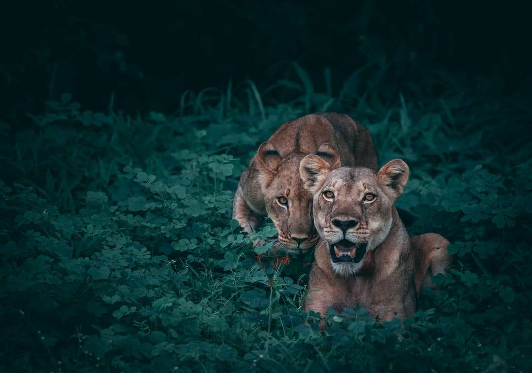 två lejoninna på gröna växter Pussel online