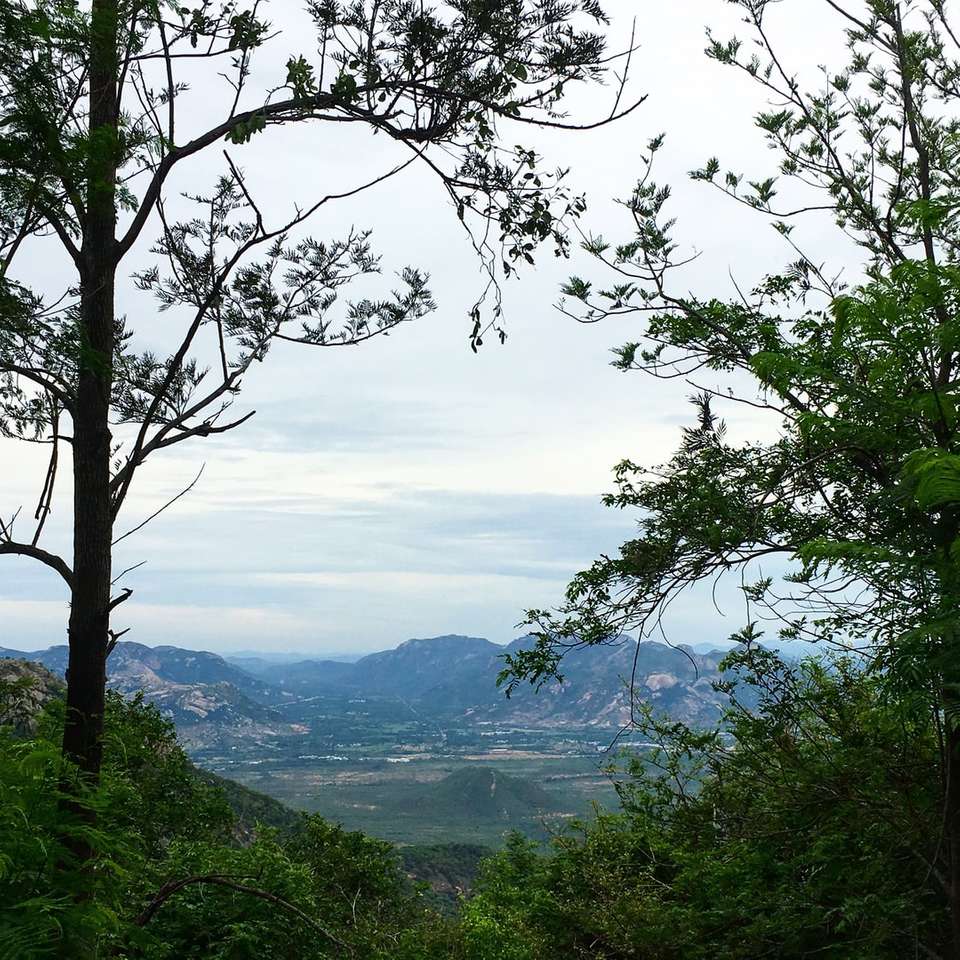 緑の木々と山の写真 ジグソーパズルオンライン