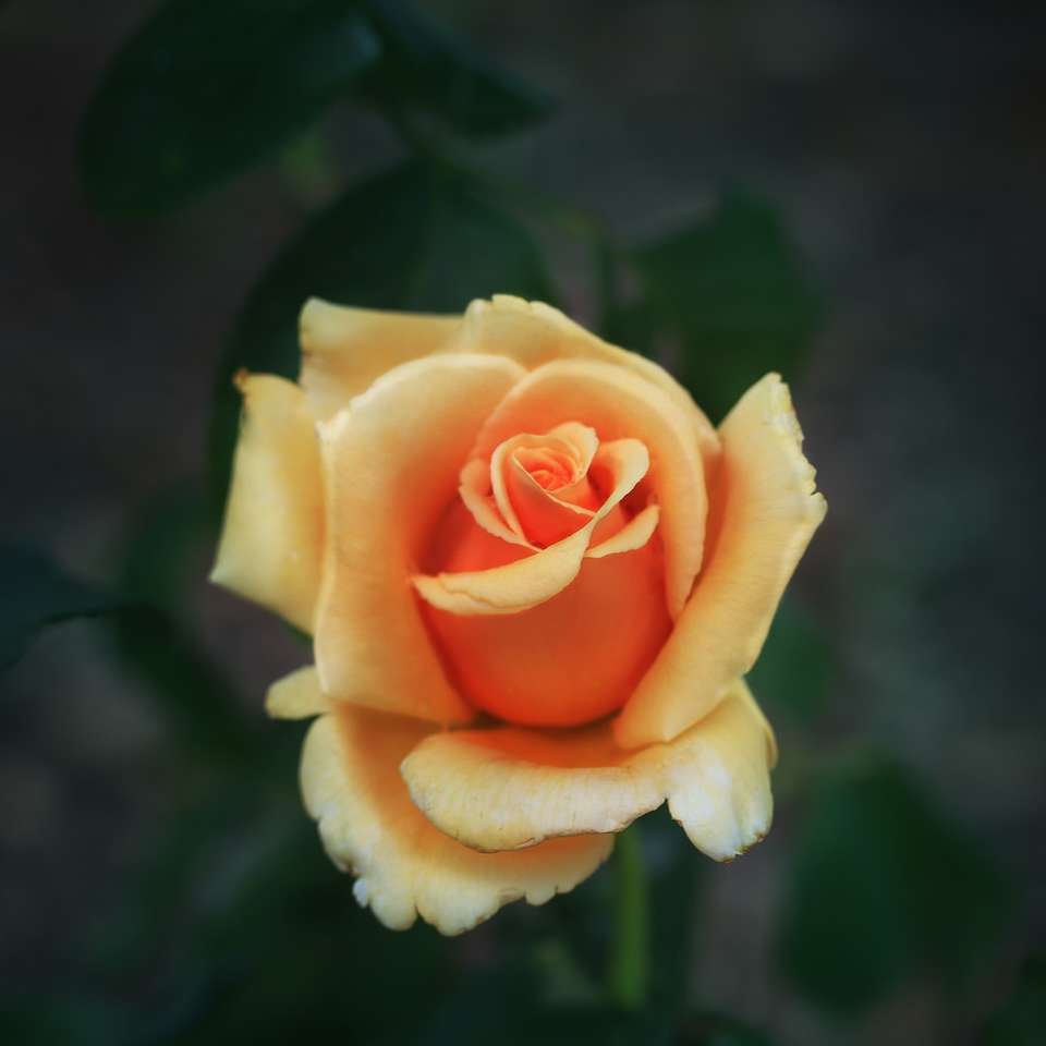 žlutá růže v květu během dne skládačky online