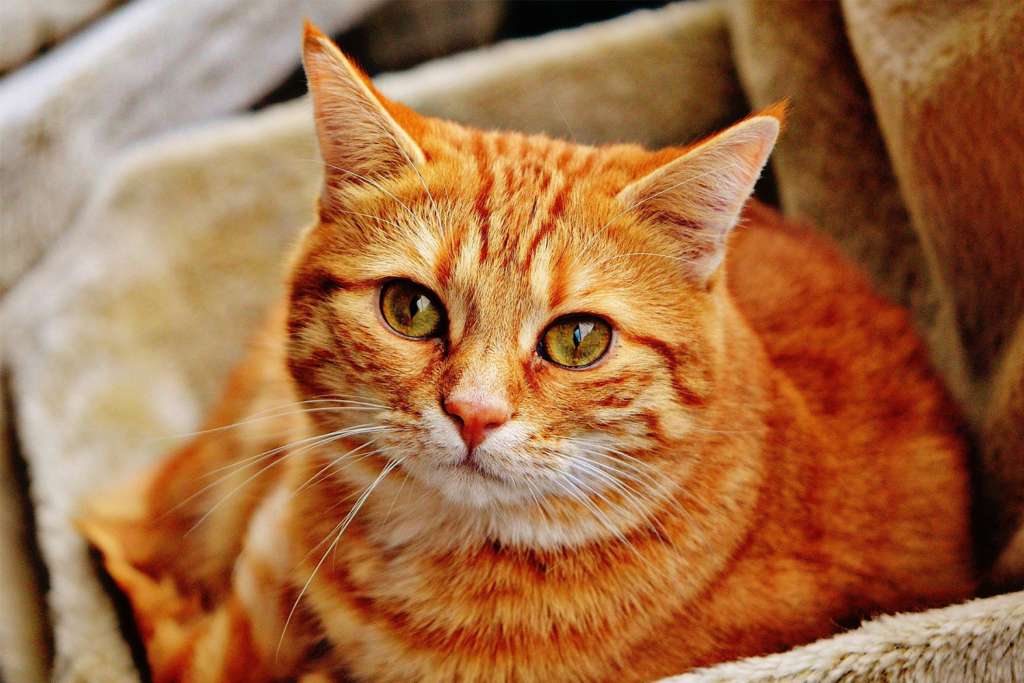 Рыжий котенок пазл онлайн
