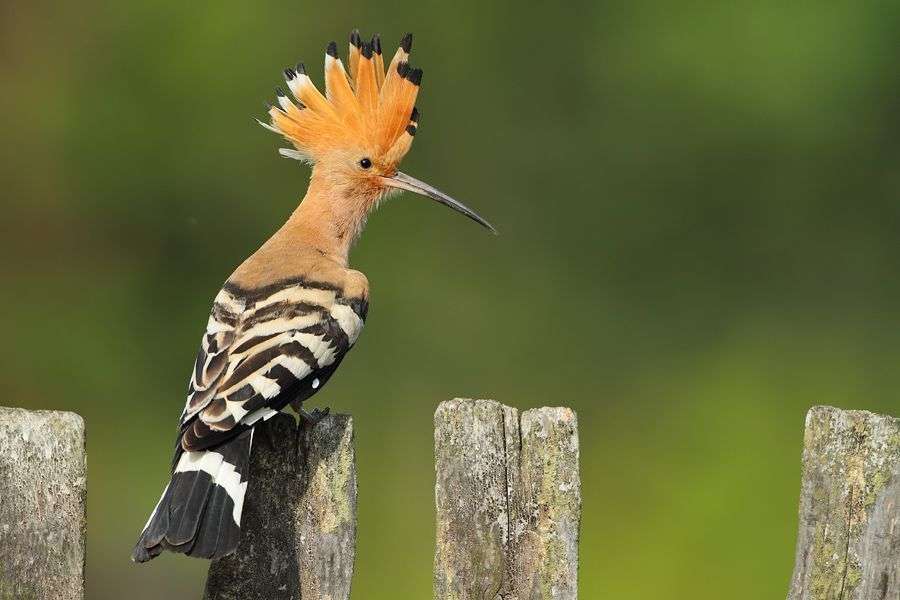 hoopoe on the fence online puzzle