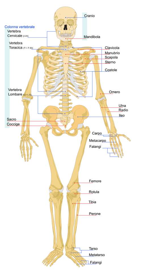scheletro puzzle online