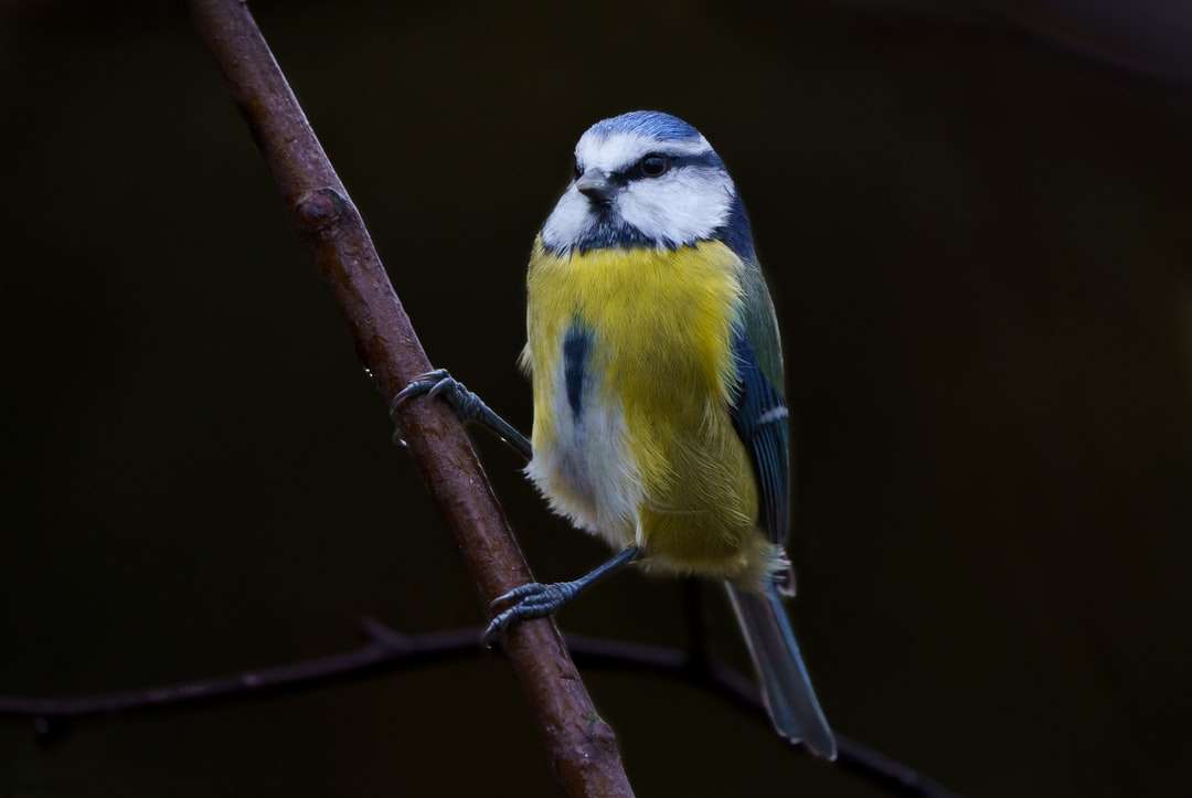 κίτρινο και μαύρο πουλί σε κλαδί δέντρου καφέ παζλ online
