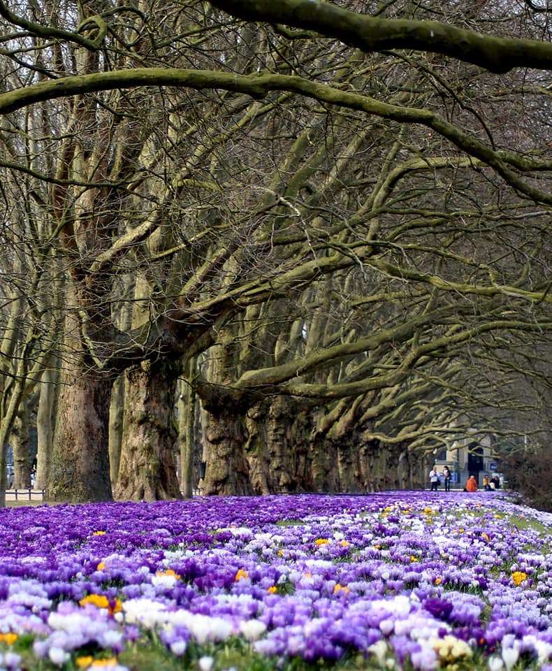 Szczecin-träd med krokusar pussel på nätet