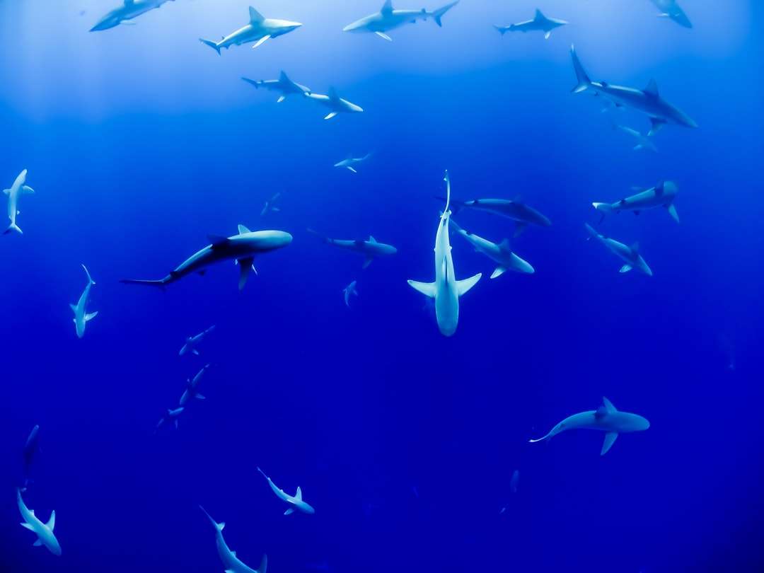 group of sharks under body of water jigsaw puzzle online