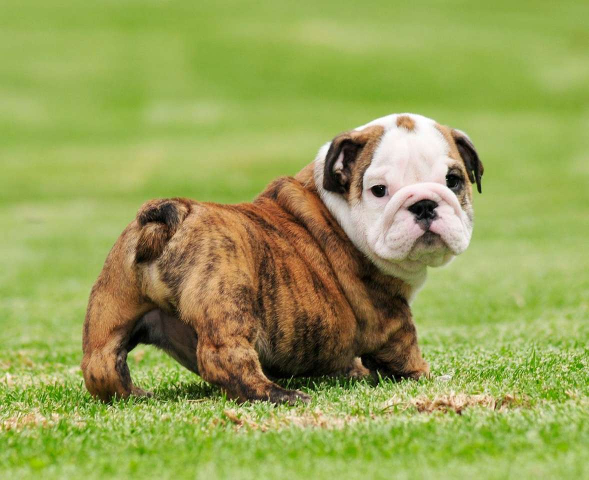 Bulldogge Welpe Online-Puzzle