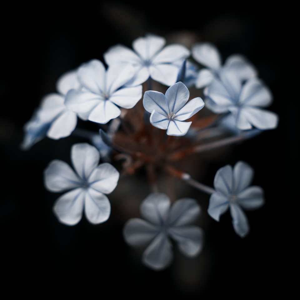 witte bloem in bruin glas online puzzel