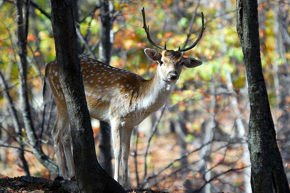 Елен в гората на Испания онлайн пъзел