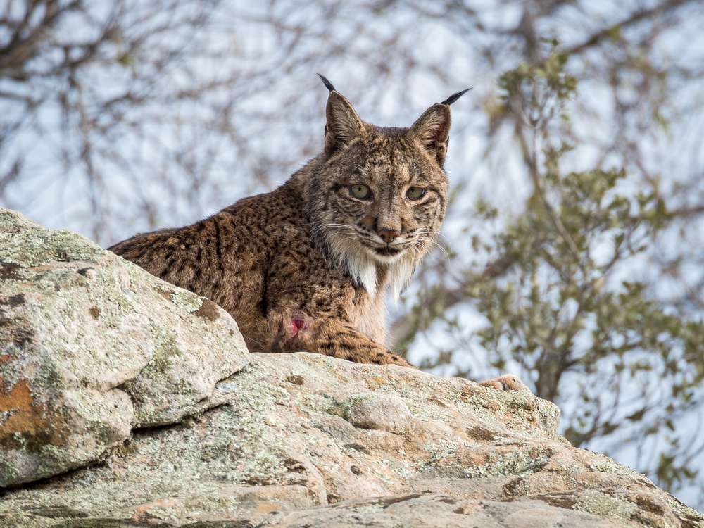 Iberische lynx in Spanje legpuzzel online