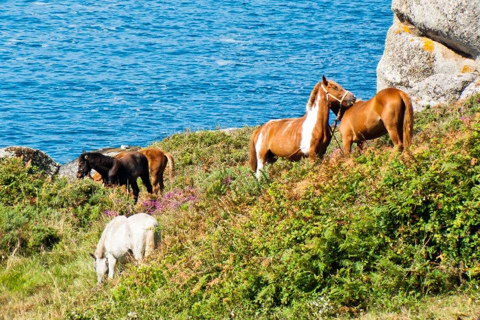 Cavalli selvaggi in Spagna puzzle online