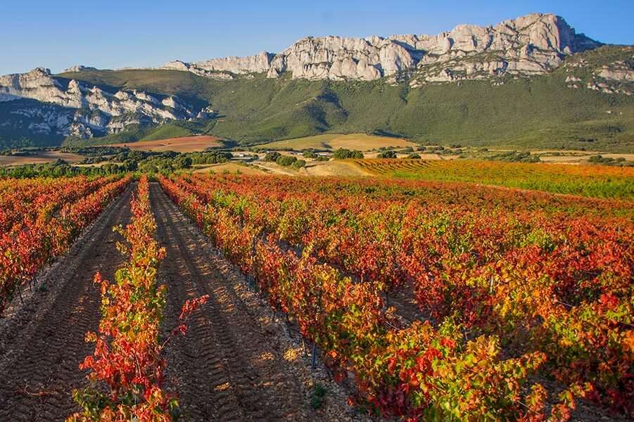 Viticulture Rioja Alavesa en Espagne puzzle en ligne