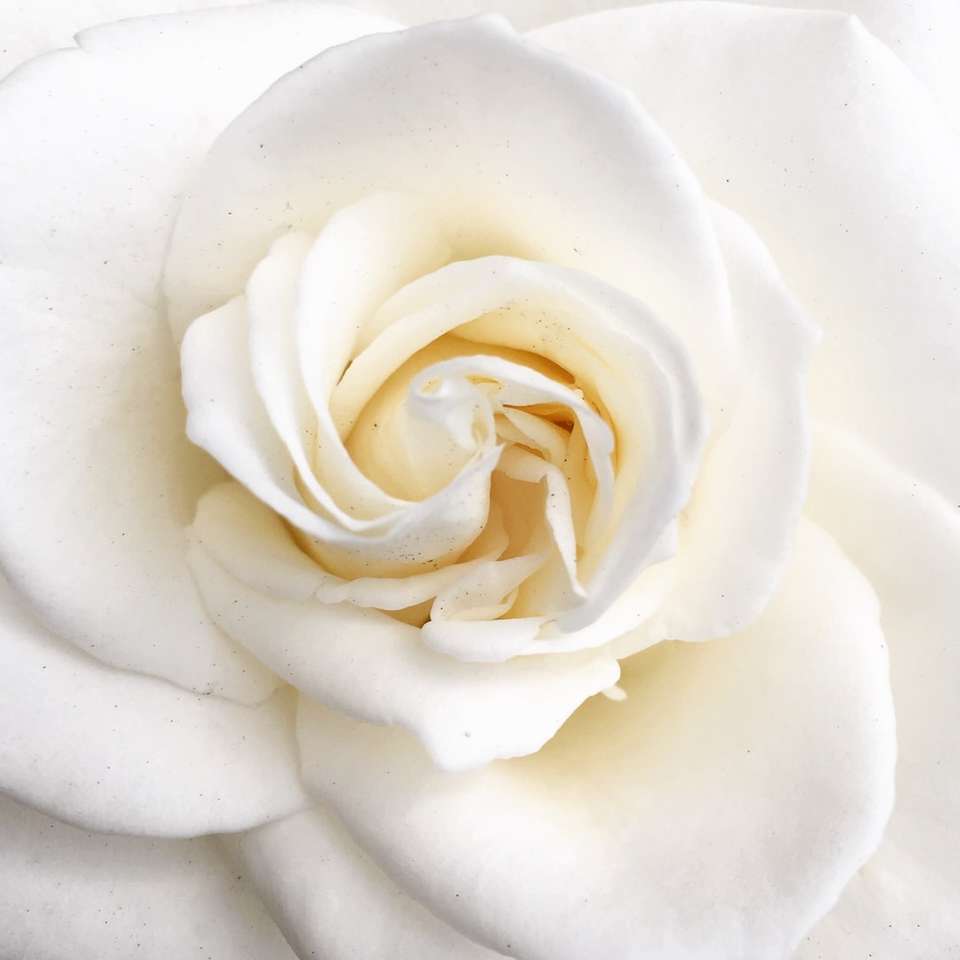 Біла троянда в цвіту крупним планом фото онлайн пазл