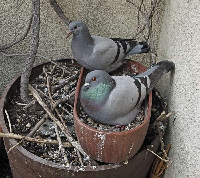 pigeons assis puzzle en ligne