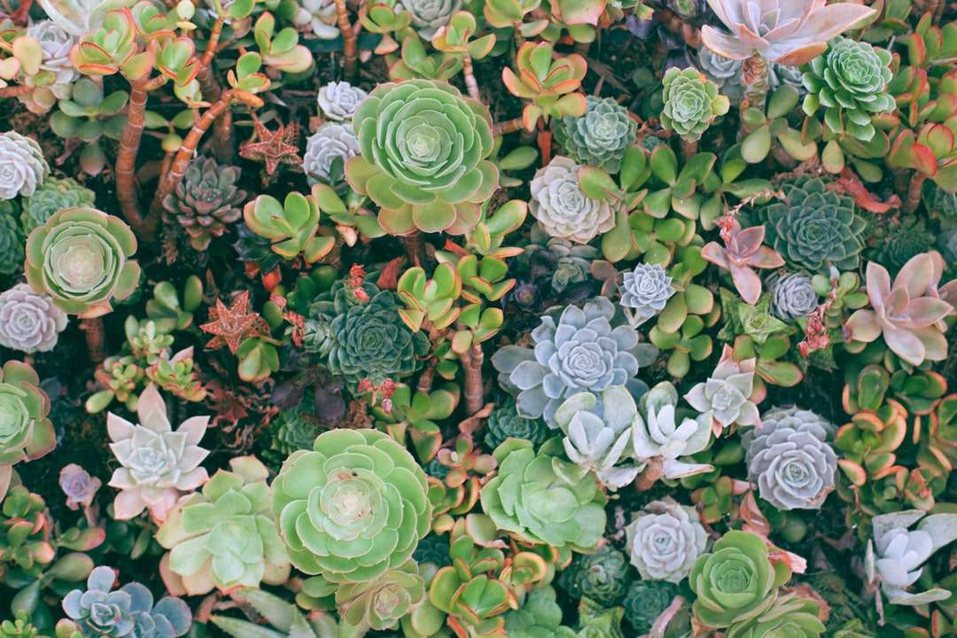 photographie de haut angle de plantes succulentes puzzle en ligne