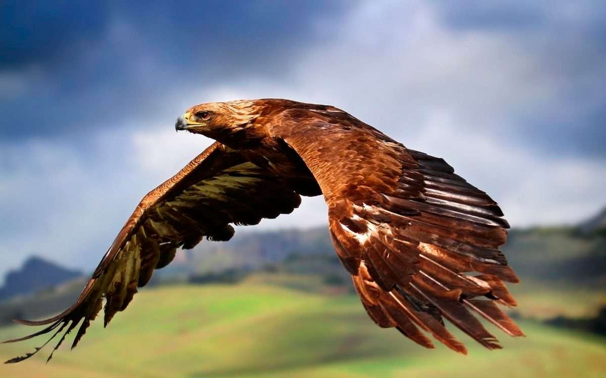 Eagle flygning Pussel online