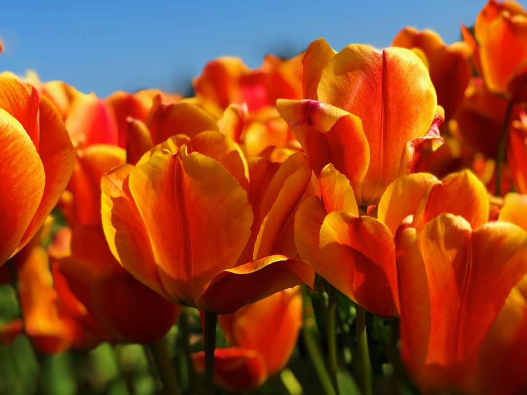 πορτοκαλί λουλούδια τουλίπα κάτω από καθαρούς ουρανούς παζλ online