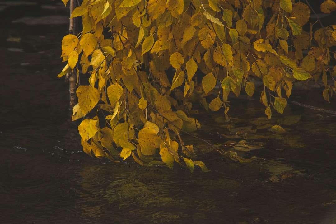 κίτρινα και καφέ φύλλα στο νερό παζλ online