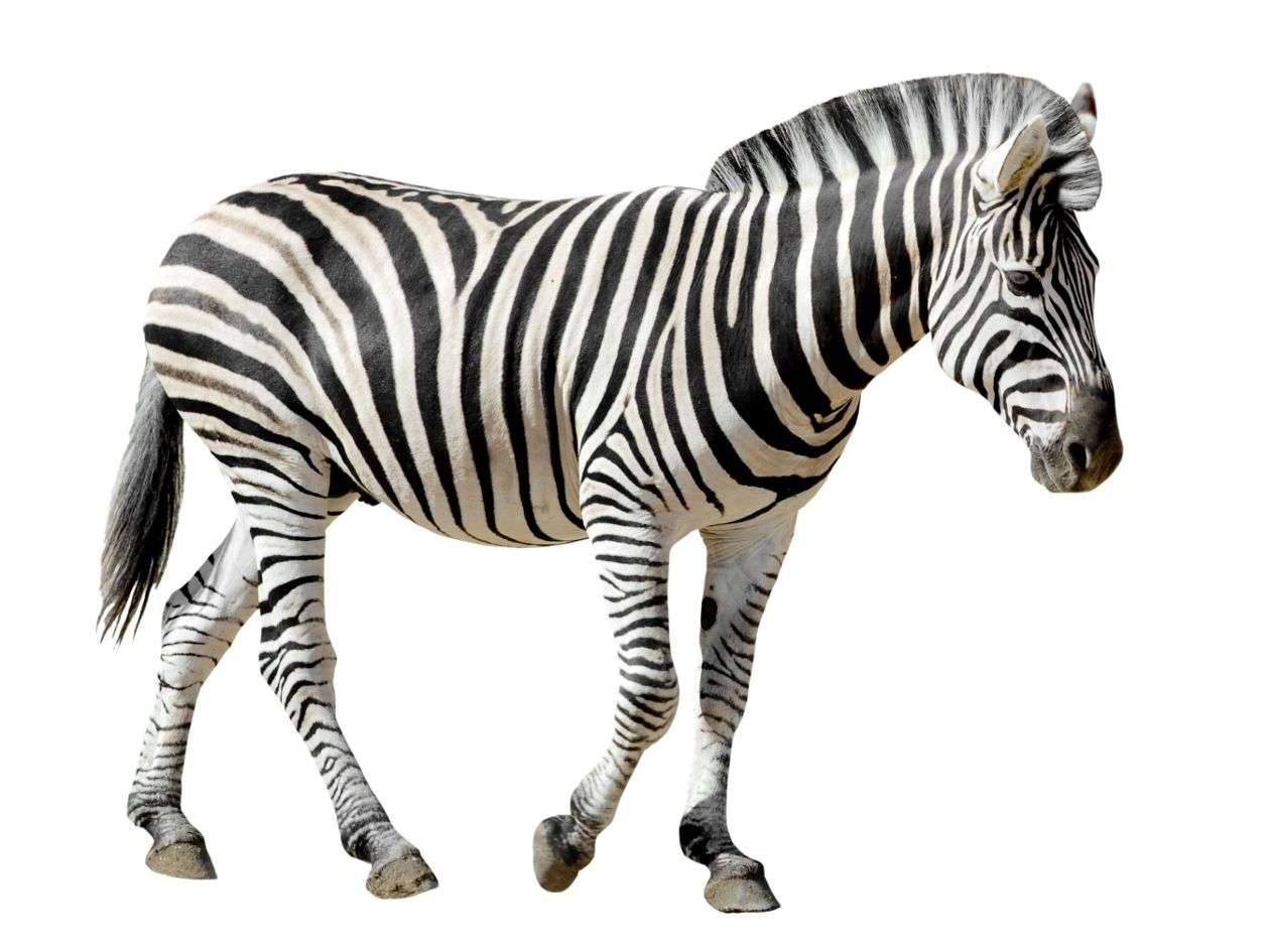 4-лапая полосатая зебра онлайн-пазл