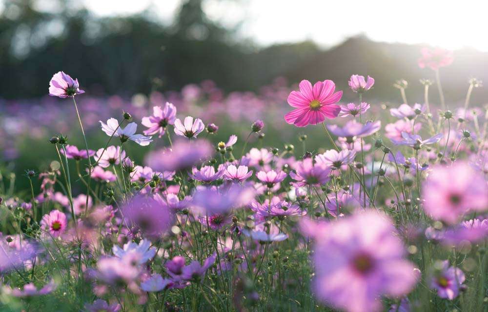 flores de primavera quebra-cabeças online