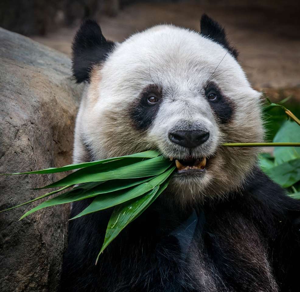 Panda che mangia pianta puzzle online