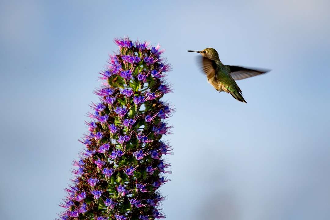 птах біля фіолетових пелюсткових квітів онлайн пазл