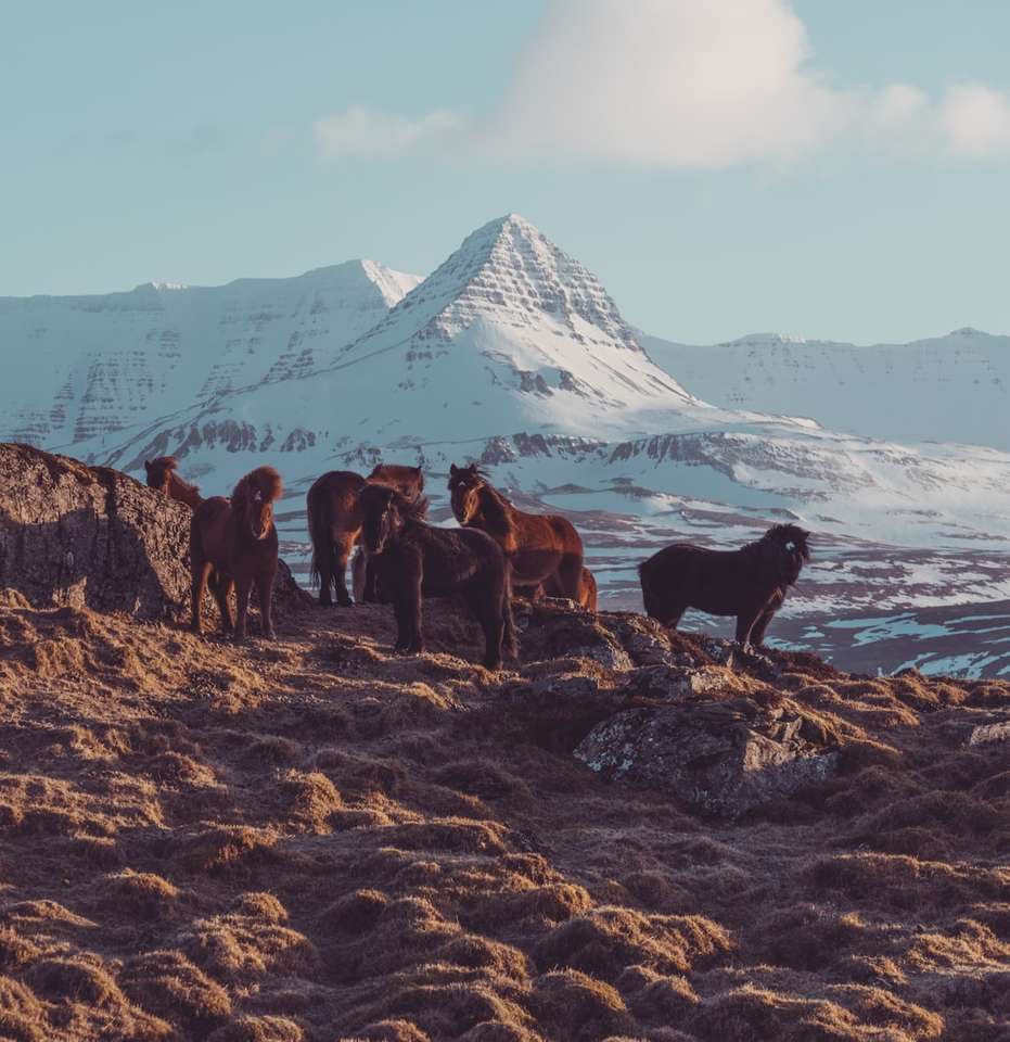 besättning av bruna hästar på isiga berg Pussel online