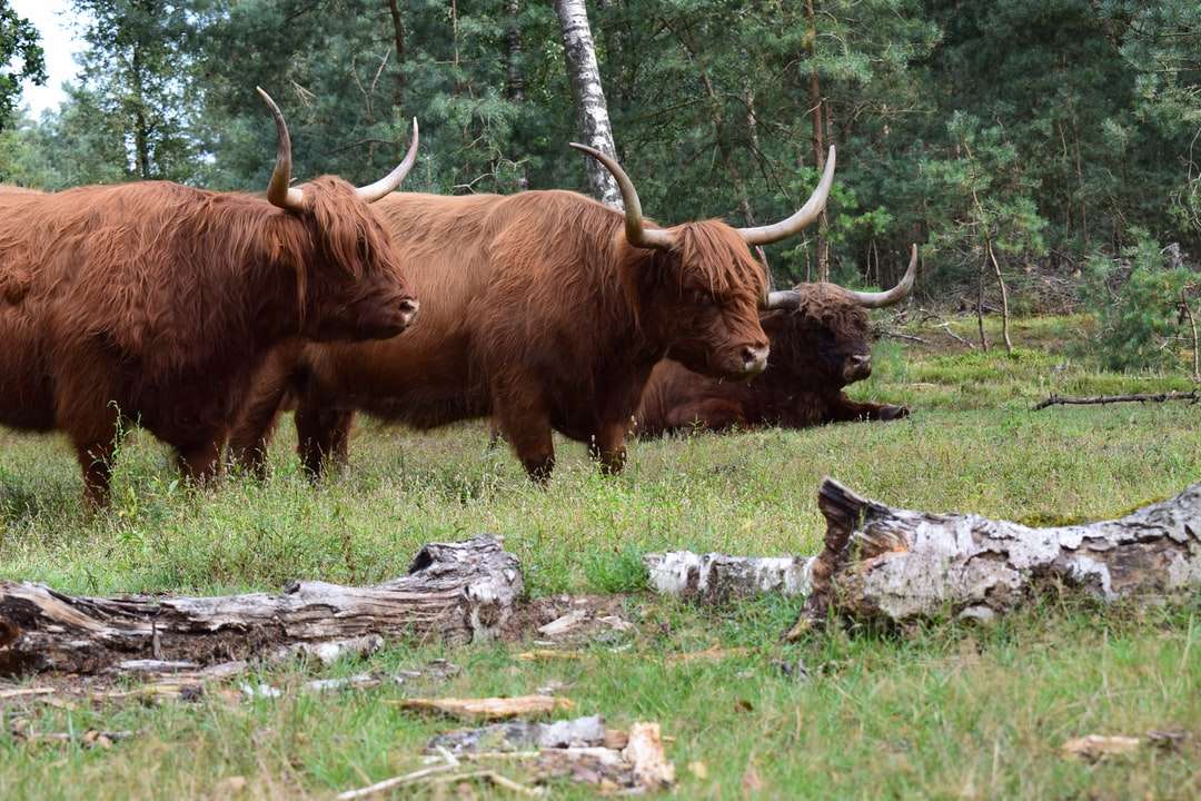 brun yak på fältet för grönt gräs under dagtid Pussel online
