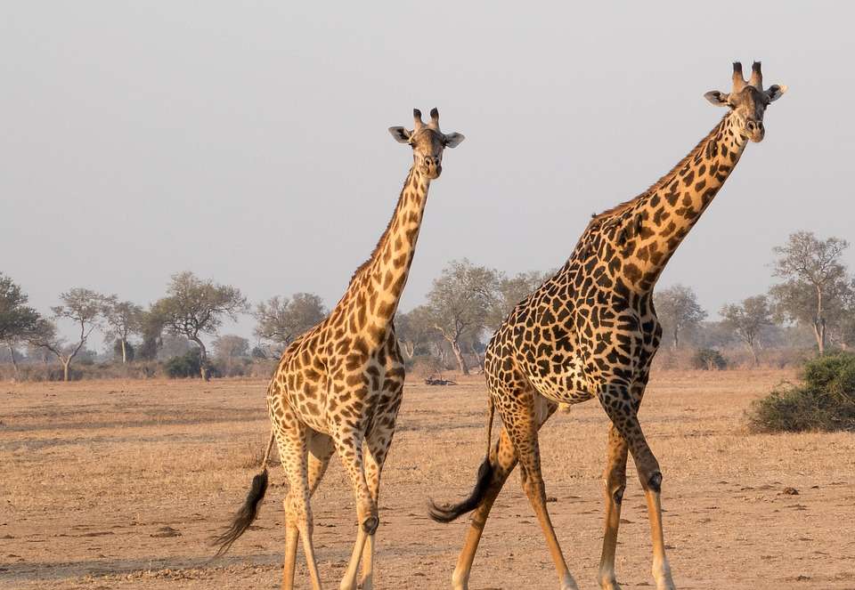 zsiráfok Afrikában online puzzle