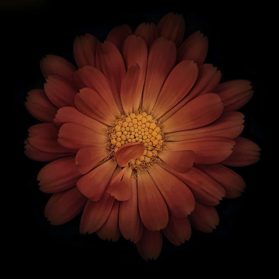 φωτογραφία κινηματογραφήσεων σε πρώτο πλάνο πολλαπλών μεγεθών λουλουδιών παζλ online