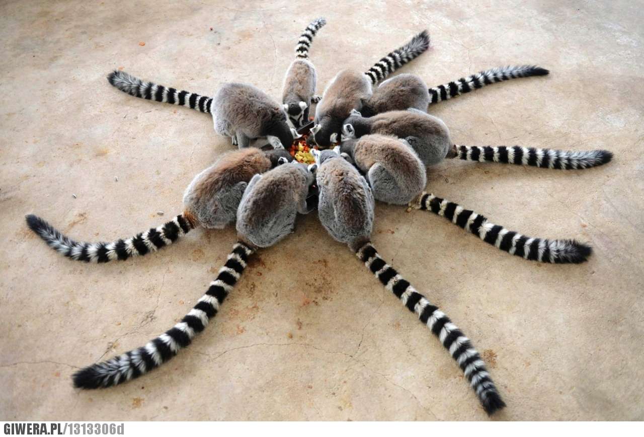 Lemurer vid middagen pussel på nätet