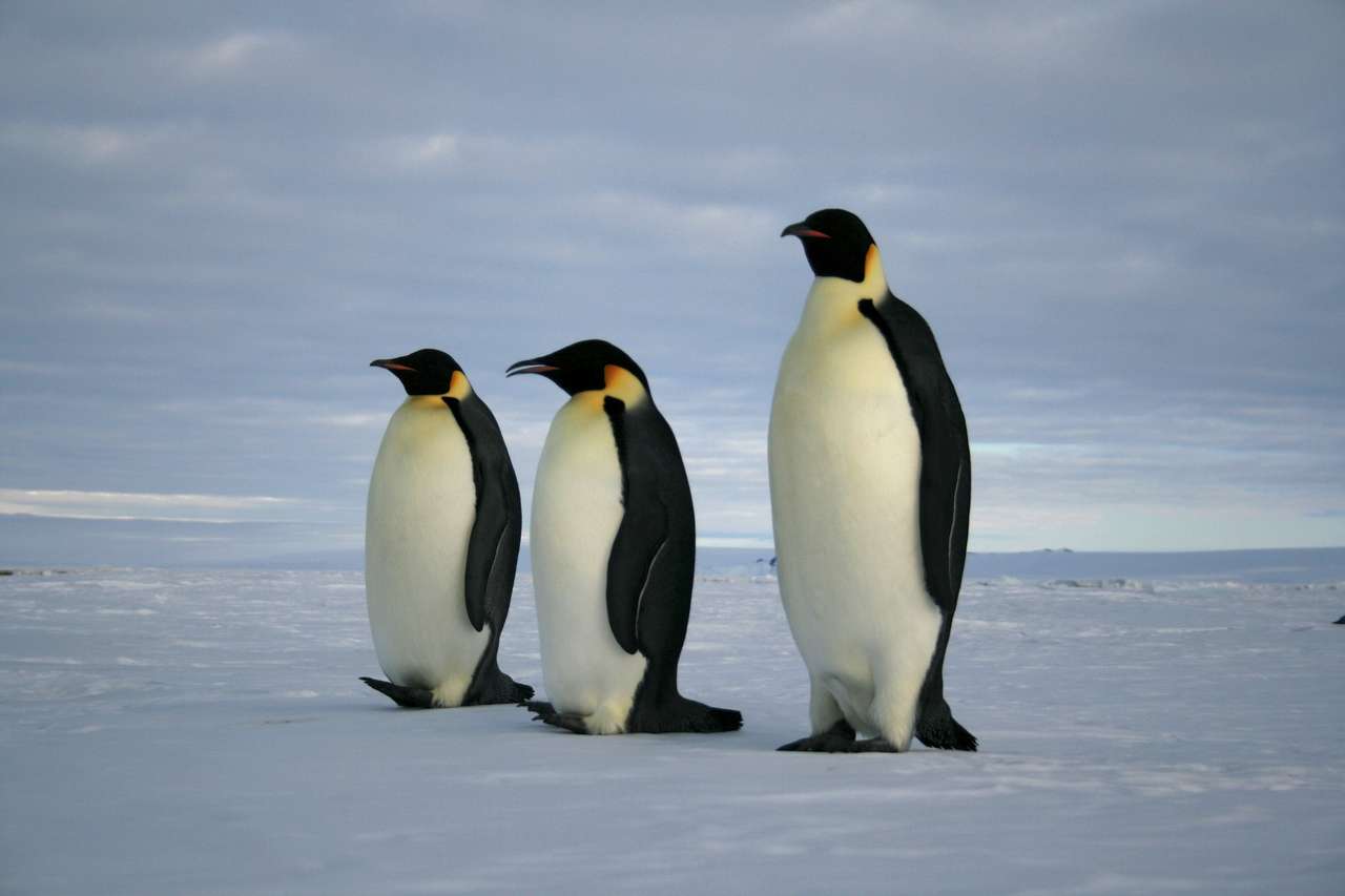 pinguins na neve puzzle online