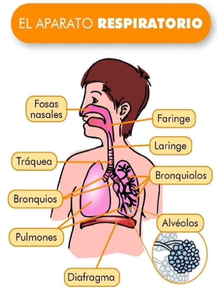 Respiratory system online puzzle