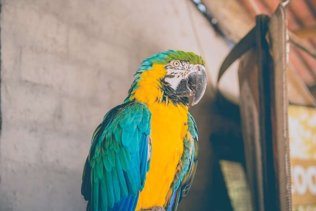 φωτογραφία γκρο πλαν του μπλε Macaw παζλ online