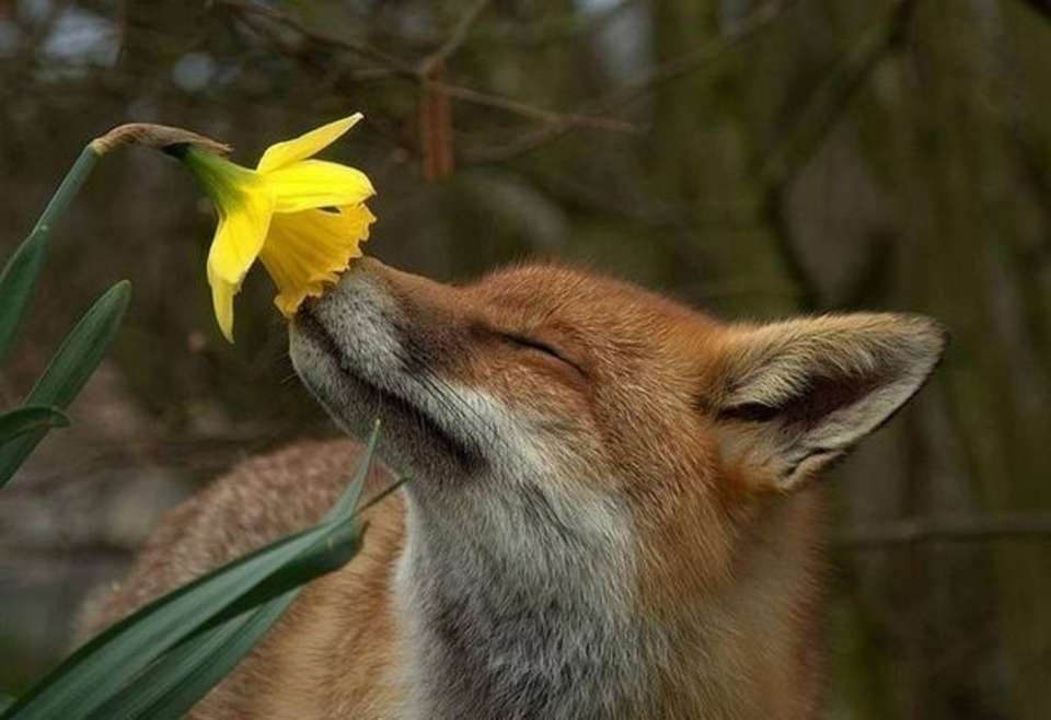 vulpe mirosind o floare puzzle online