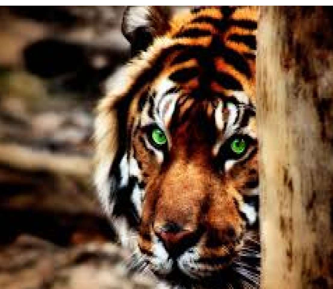 krásný tygr skládačky online