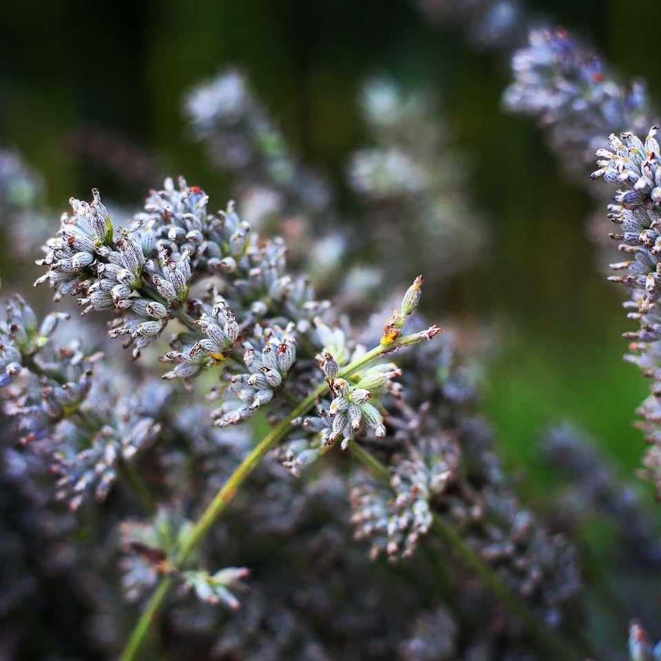 fialové květy v sklopném objektivu skládačky online