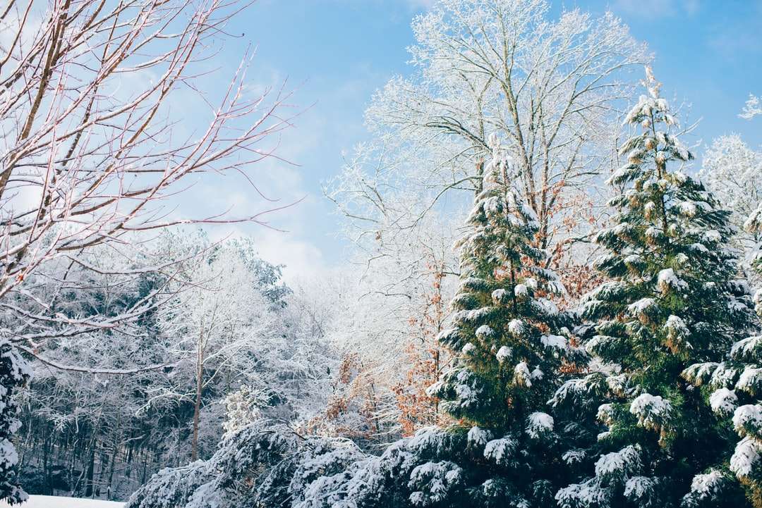 alberi di pino verdi durante la stagione della neve puzzle online