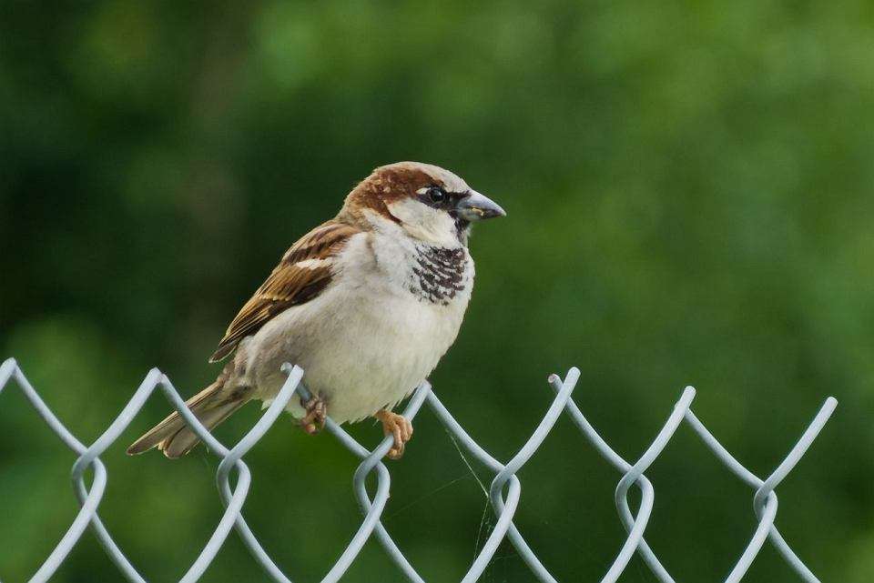 sparrow on a fence online puzzle