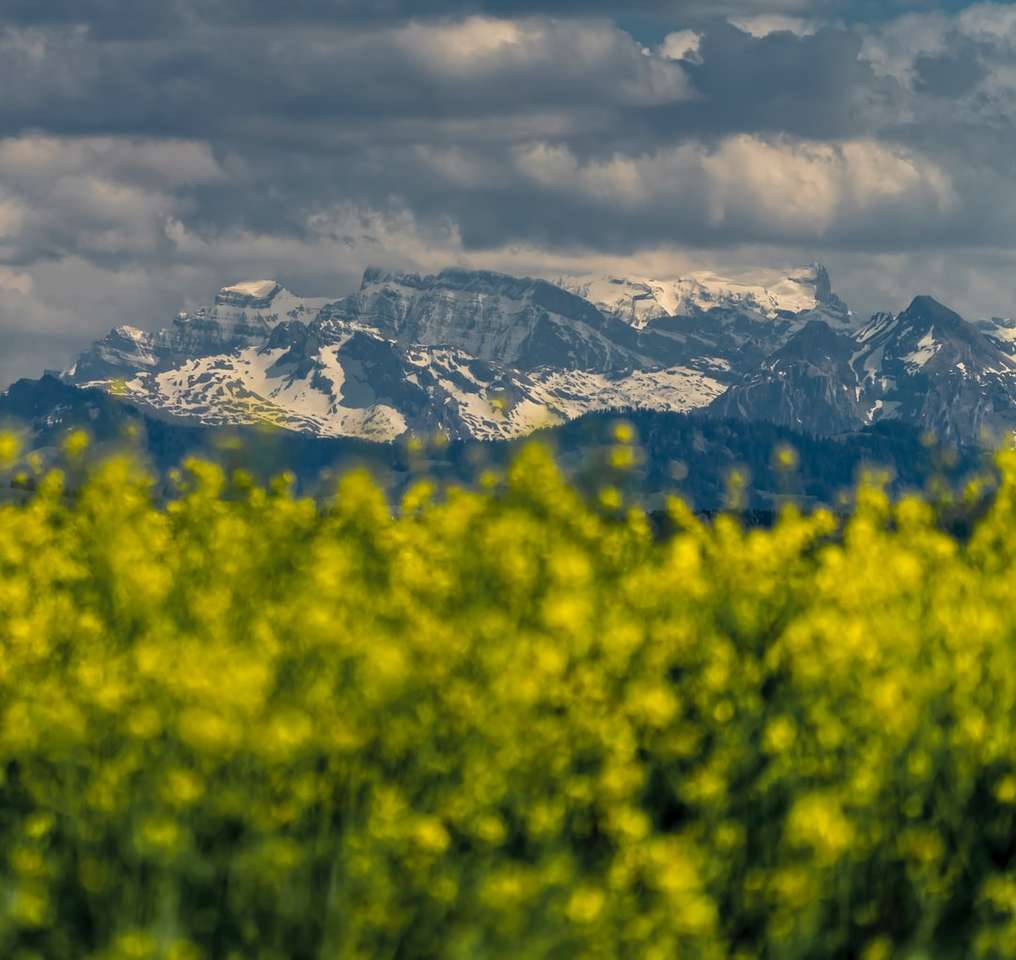 gelbes Blumenfeld nahe schneebedecktem Berg Puzzlespiel online