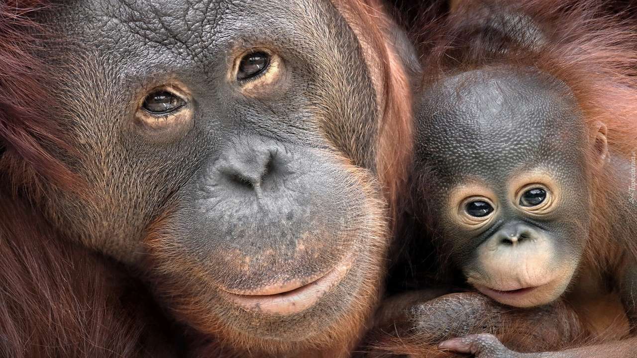 orangutánok online puzzle