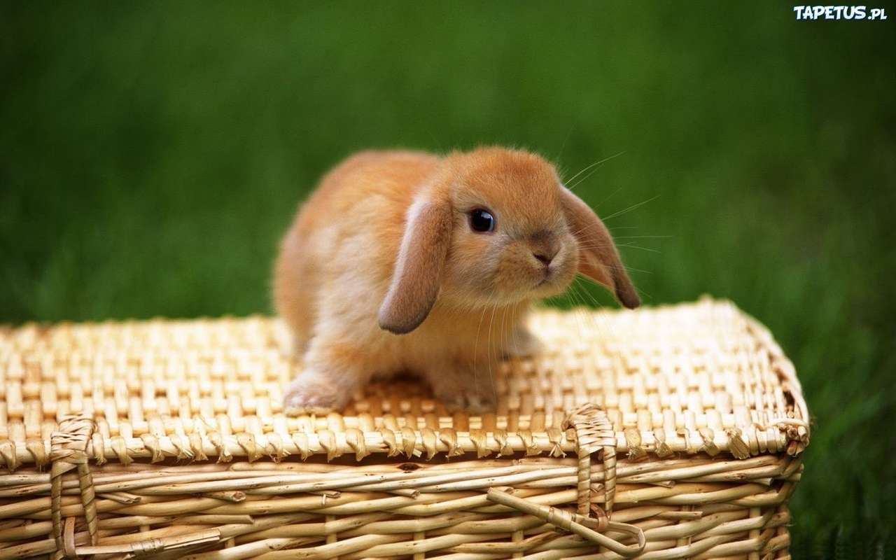 小さなかわいいウサギ オンラインパズル