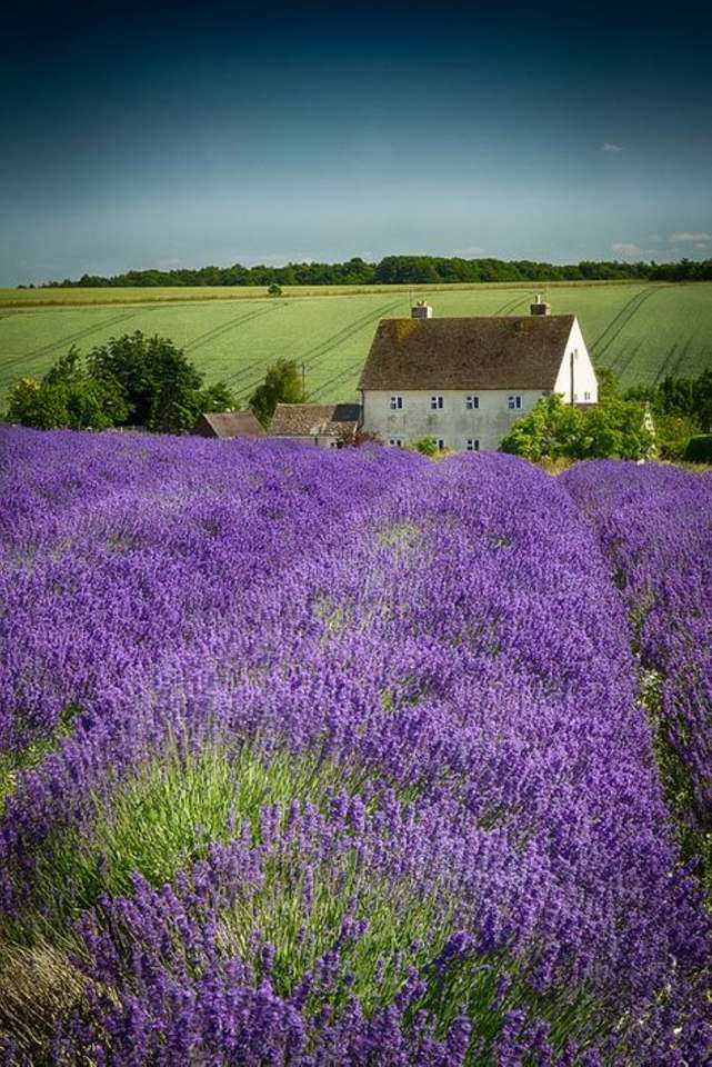 Lavendelfält i Italien Pussel online
